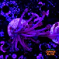 Goniopora purple  - Thumbnail 2