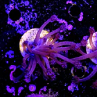 Goniopora purple  1