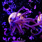 Goniopora purple  - Thumbnail 1