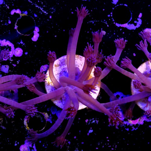 Goniopora purple  1