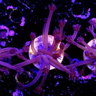 Goniopora purple  1