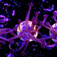 Goniopora purple  - Thumbnail 1