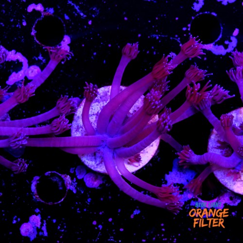 Goniopora purple  2