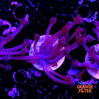 Goniopora purple  2