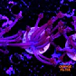 Goniopora purple  - Thumbnail 2