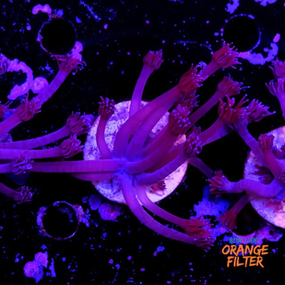 Goniopora purple  2