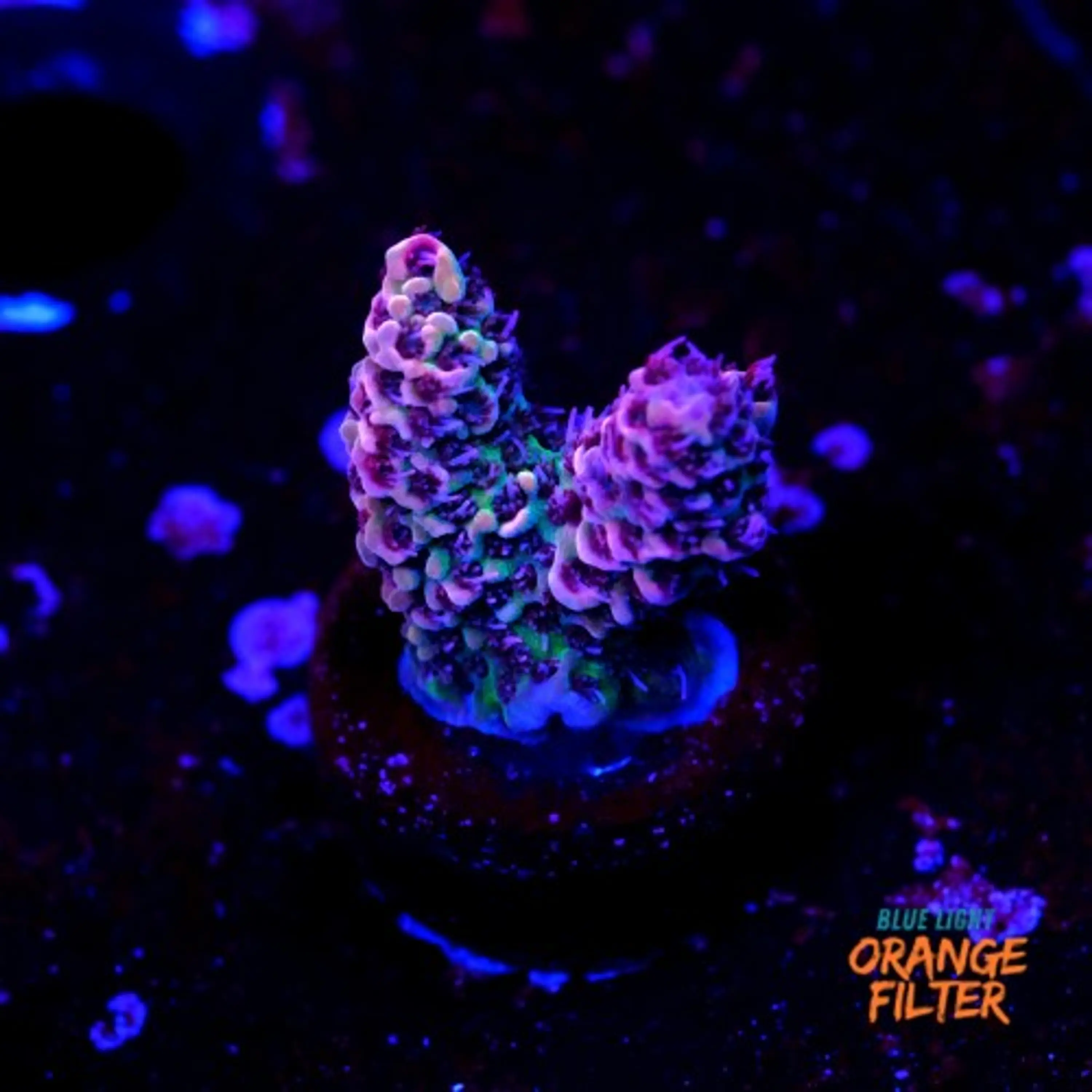 Acropora millepora bicolor