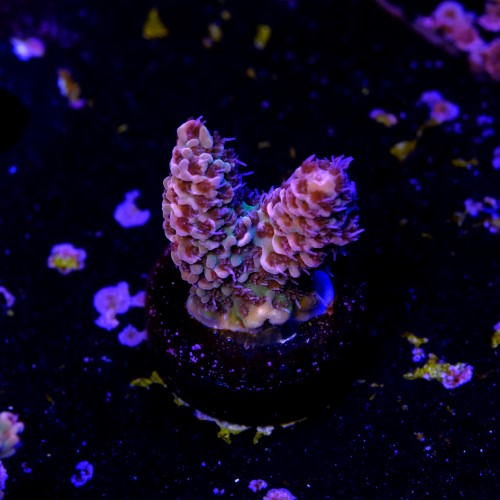 Acropora millepora bicolor 2