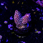 Acropora millepora bicolor 2