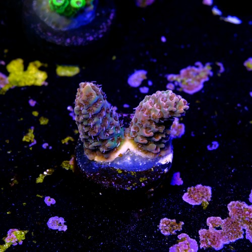 Acropora millepora bicolor 2