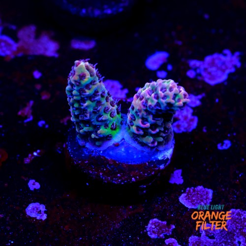 Acropora millepora bicolor 1