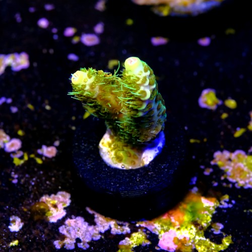 Acropora millepora sunset  2