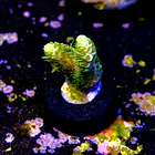 Acropora millepora sunset  2