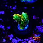 Acropora millepora sunset  1