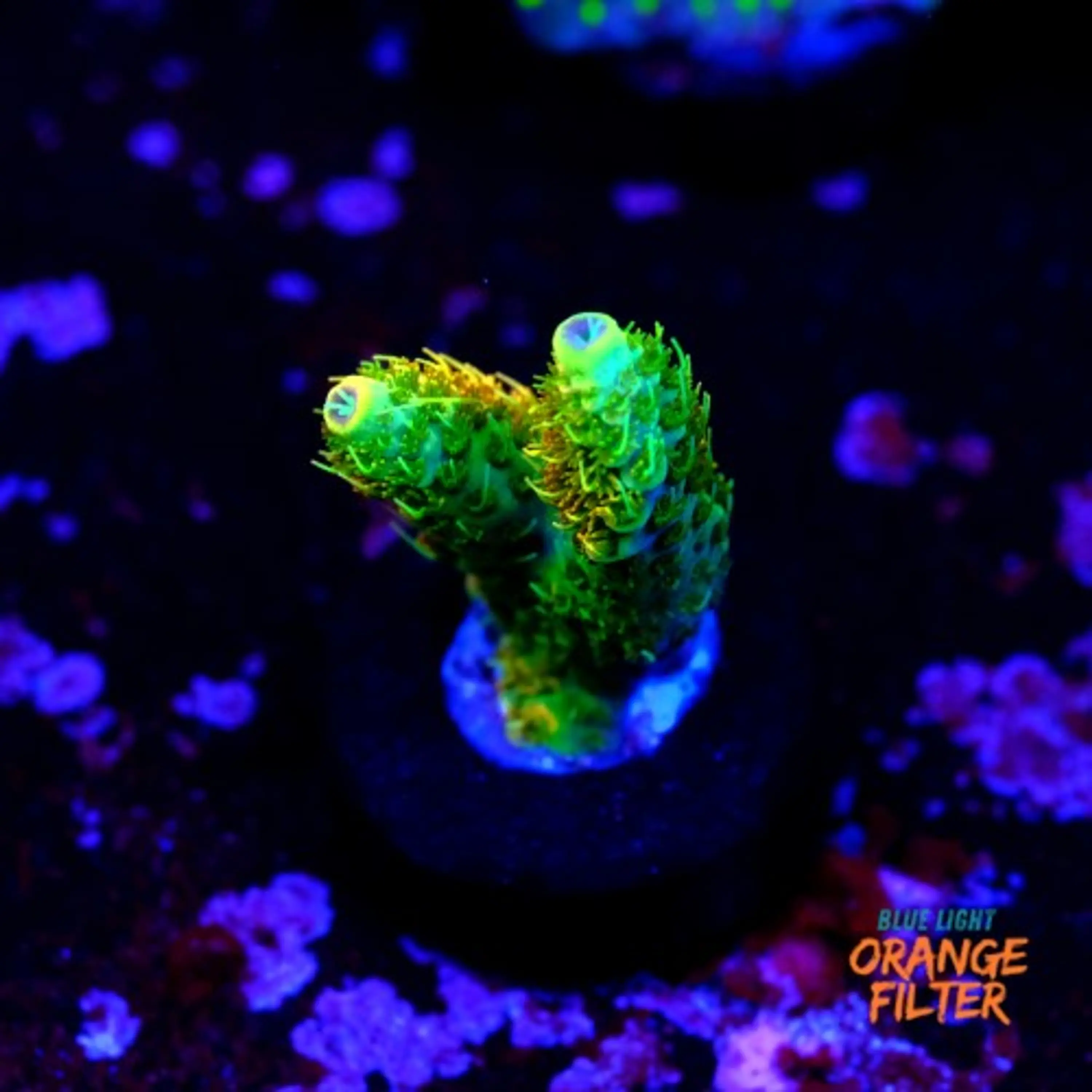 Acropora millepora sunset 