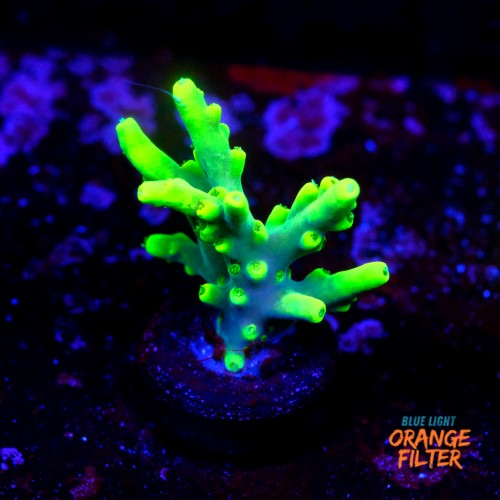 Acropora lokani  1