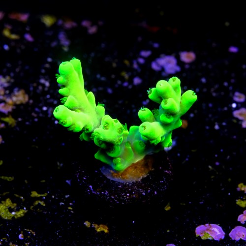 Acropora lokani  2