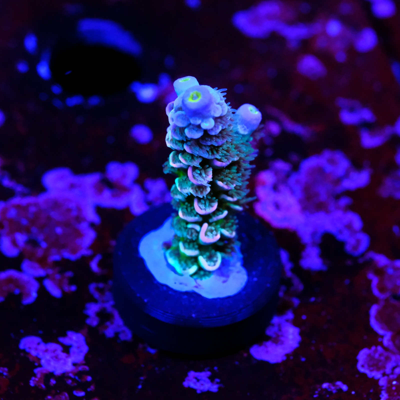 Acropora tenuis rainbow
