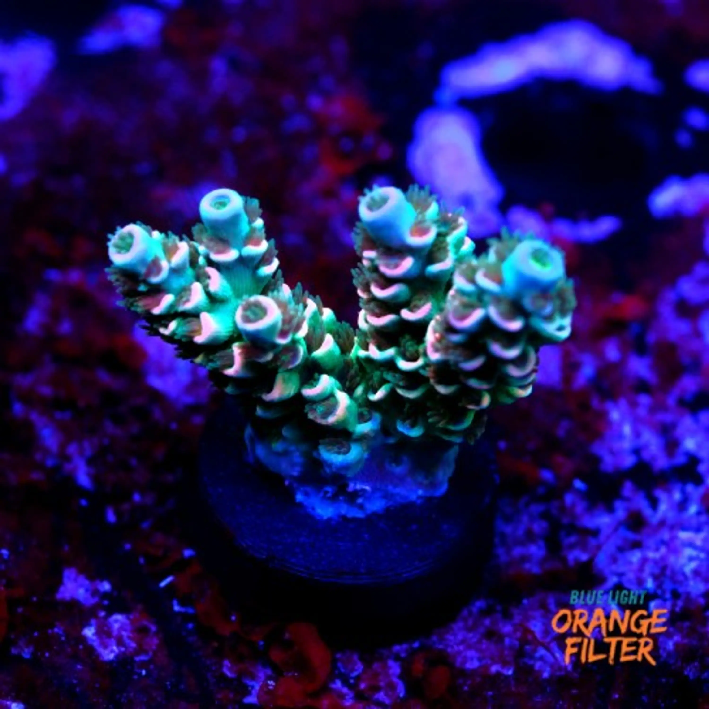 Acropora tenuis peach tree