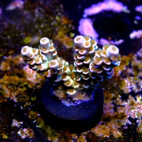 Acropora tenuis peach tree 2