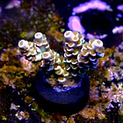 Acropora tenuis peach tree 2