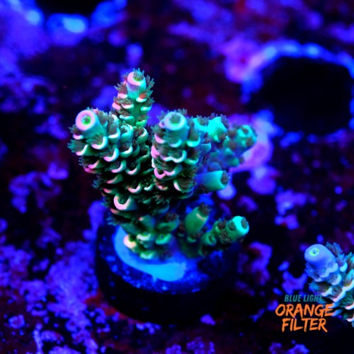 Acropora tenuis peach tree 1