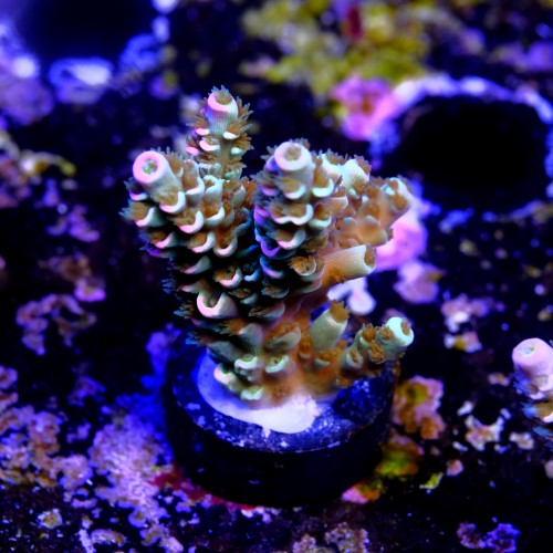 Acropora tenuis peach tree 2