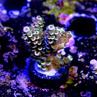 Acropora tenuis peach tree 2