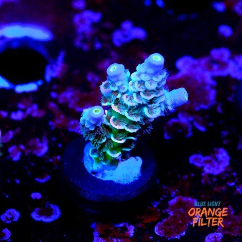 Acropora tenuis peach tree 1