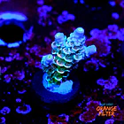 Acropora tenuis peach tree 1