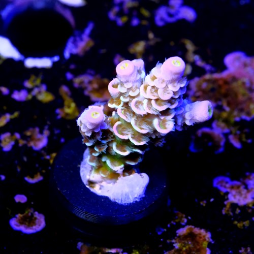 Acropora tenuis peach tree 2