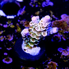 Acropora tenuis peach tree 2