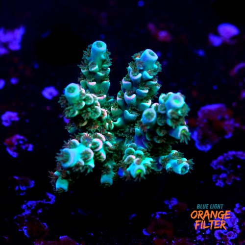 Acropora tenuis peach tree 1