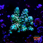 Acropora tenuis peach tree 1