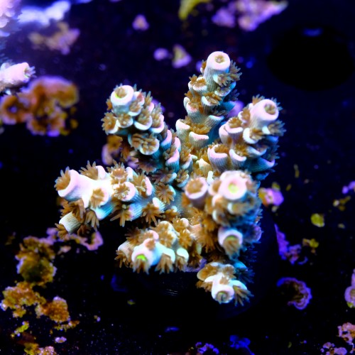 Acropora tenuis peach tree 2