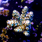 Acropora tenuis peach tree 2