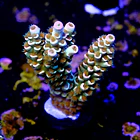 Acropora tenuis peach tree 2