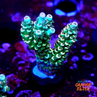 Acropora tenuis peach tree 1