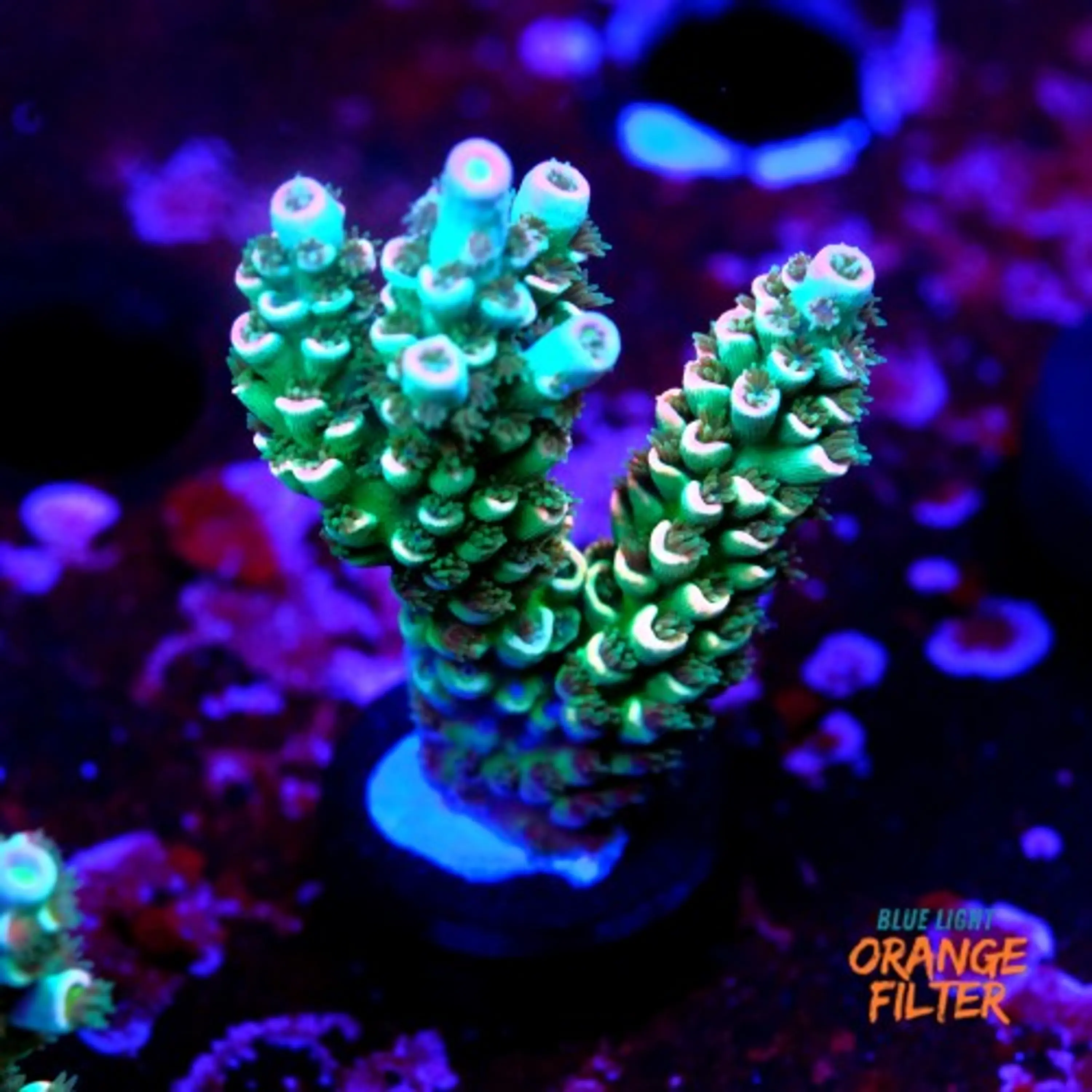 Acropora tenuis peach tree