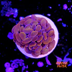 Euphyllia baliensis pink  1