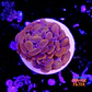 Euphyllia baliensis pink  - Thumbnail 1