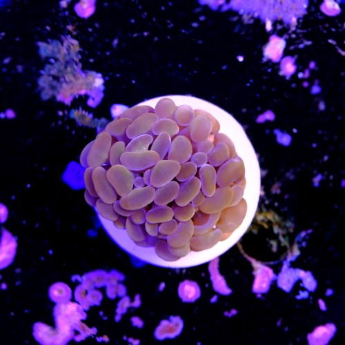 Euphyllia baliensis pink  2