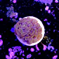 Euphyllia baliensis pink  - Thumbnail 2