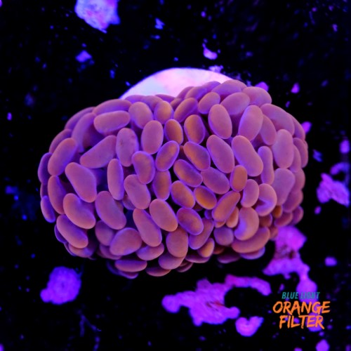 Euphyllia baliensis pink  1