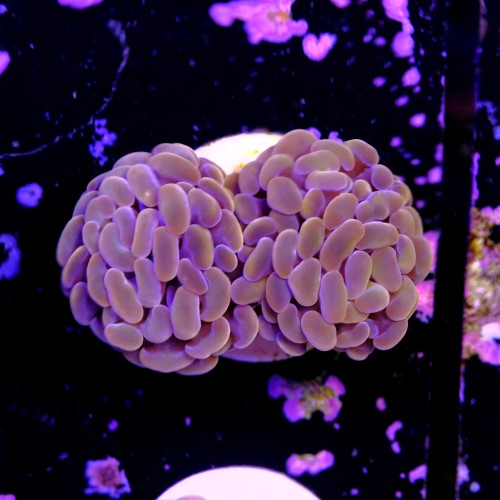 Euphyllia baliensis pink  2