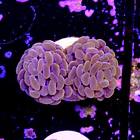 Euphyllia baliensis pink  2