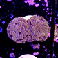 Euphyllia baliensis pink  - Thumbnail 2
