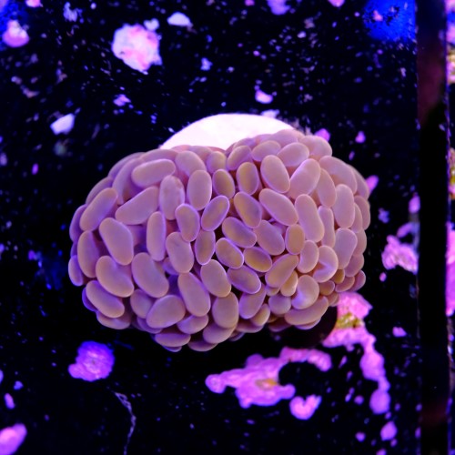 Euphyllia baliensis pink  2