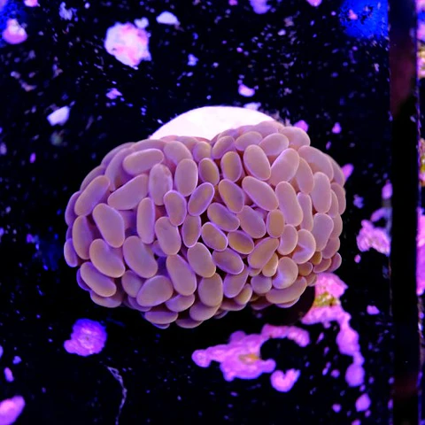 Euphyllia baliensis pink 