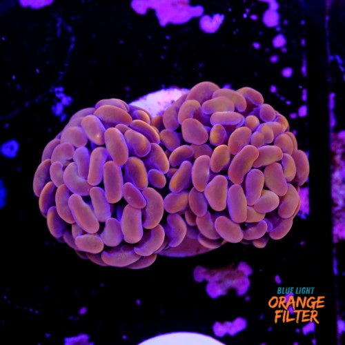 Euphyllia baliensis pink  1